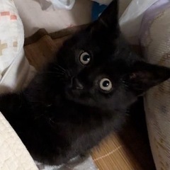 💙とのくん、里親様募集💙