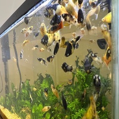 ゴールデンパンダ  プラティ
の画像