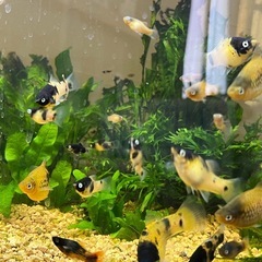 ゴールデンパンダ  プラティ
の画像