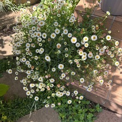 宿根草セット① の画像