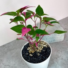 イレシネ・ピンクファイヤー美発色/デザイン植木鉢の画像