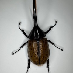 ヘラクレスリッキーWF1♂♀♀トリオ　No.4の画像