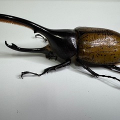 ヘラクレスリッキーWF1♂♀♀トリオ　No.4の画像