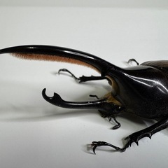 ヘラクレスリッキーWF1♂♀♀トリオ　No.4の画像