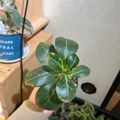 アデニウム　オベスムの画像