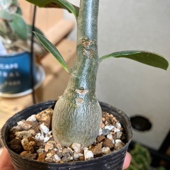 アデニウム　オベスムの画像
