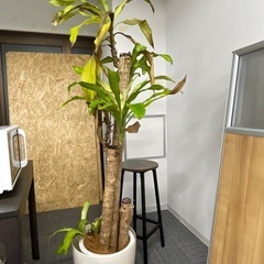 ドラセナ・マッサンゲアナ　幸福の木の画像