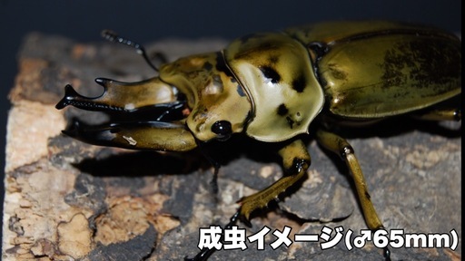 【お取引中】ババオウゴンオニクワガタ3齢幼虫7頭セット