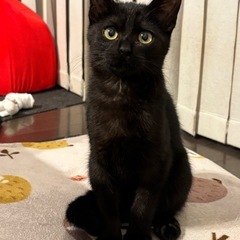 可愛い黒猫男の子　2ヶ月　募集停止 - 渋谷区