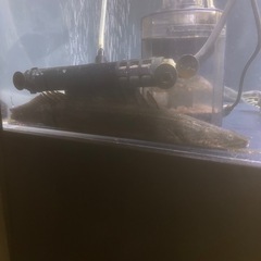 2匹まとめ買い5000の画像