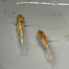 大人気4種メダカセット‼️1セット限定販売！の画像