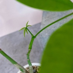 パキラ実生/北欧風デザイン鉢の画像