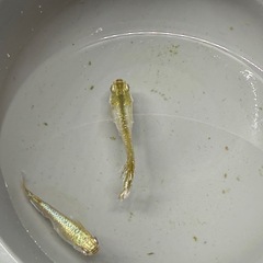 メダカ‼️極上シャイニングペアの画像