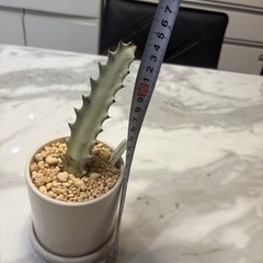 ユーフォルビア　ホワイトゴースト　鉢植えの画像