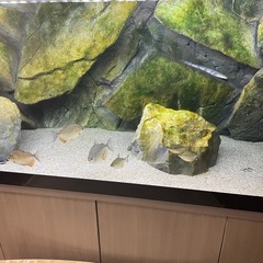 アロワナ メチニス ポリプテルス　おまけ付きの画像