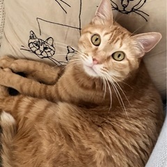 茶トラ(5才) ♂ - 台東区