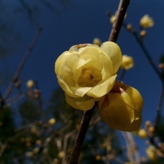 カメラ仲間になってください！