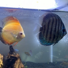 ディスカス仲良し,2匹.の画像