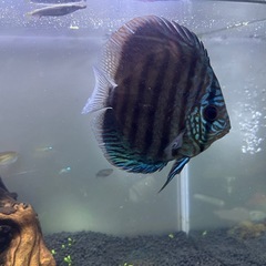 ディスカス仲良し,2匹.の画像