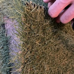 人工芝　2m x 5mの画像