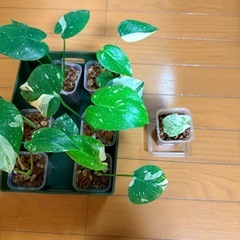 モンステラ デリシオーサ レガシー
の画像