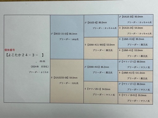 オオクワガタ（久留米産）　未使用　新成虫ペア