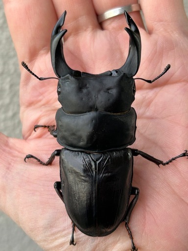 オオクワガタ（久留米産）　未使用　新成虫ペア