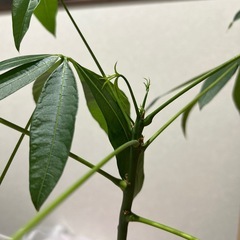 パキラ　観葉植物の画像