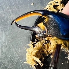 ヘラクレスオオカブトの画像