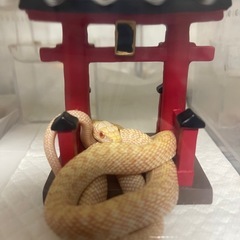 アオダイショウ　アルビノ繁殖　残り3匹います！