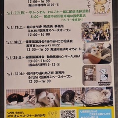 1月25日福山で保護猫の譲渡会 - 福山市