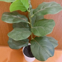 フェイクグリーンの画像