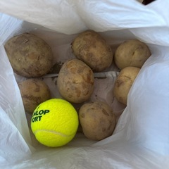 無農薬じゃがいも7個の画像