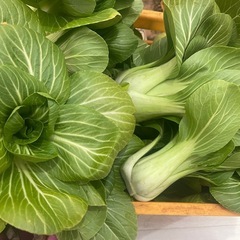 人参1本10円〜の画像