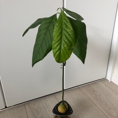 🪴観葉植物　アボカド🥑の画像