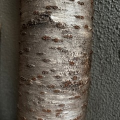 桜／切り株
の画像