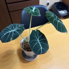 アロカシア ブラックベルベットの画像