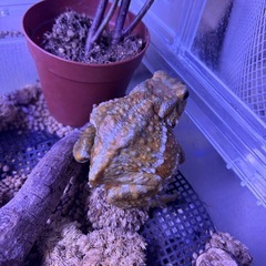 ミヤコヒキガエル生体　多分メスの画像