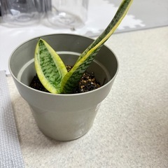 開運サンスベリアの画像