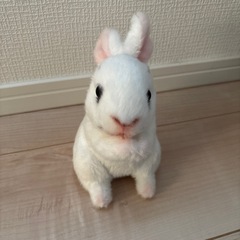 リアルなウサギのぬいぐるみの画像