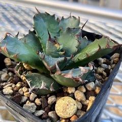 アガベチタノタ　姫厳竜　子株の画像