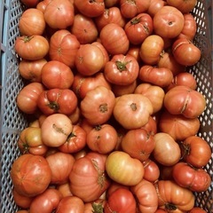 熊本県八代産 「塩混じりトマト」家庭用の画像