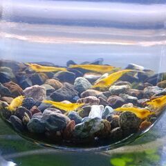 イエローゴールドシュリンプの画像