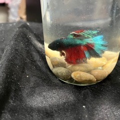 ベタ♂ x51の画像