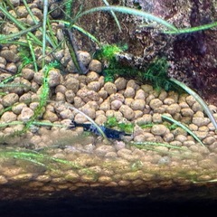 ブラックルリーシュリンプの画像