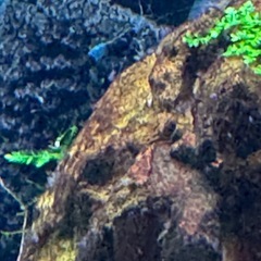 ブラックルリーシュリンプの画像