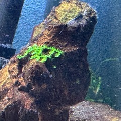 ブラックルリーシュリンプの画像