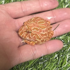 クランウェルツノガエル　ストロベリーの画像