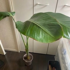 商談中　お問い合わせ多数の為お返事お返しできずすいませんオーガスタ　観葉植物　の画像