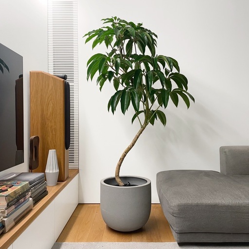 観葉植物 ツピタンサス